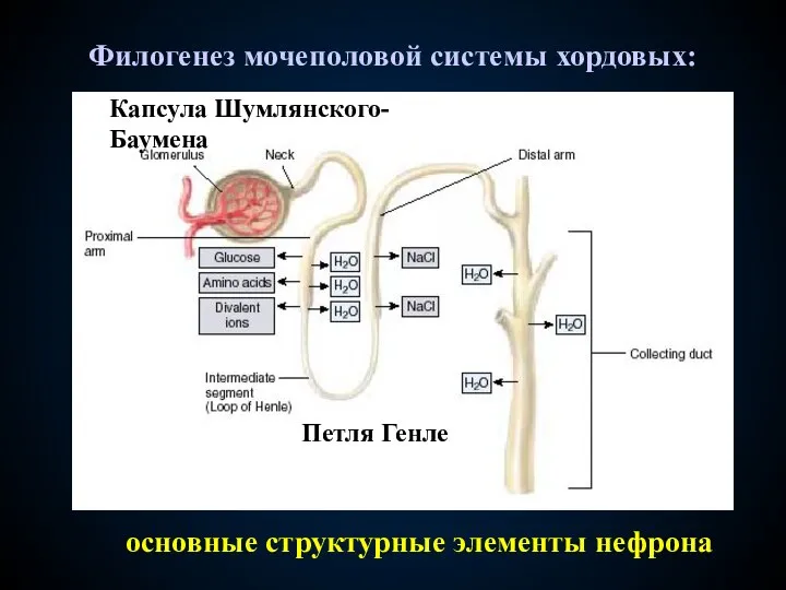 Филогенез мочеполовой системы хордовых: основные структурные элементы нефрона Капсула Шумлянского-Баумена Петля Генле