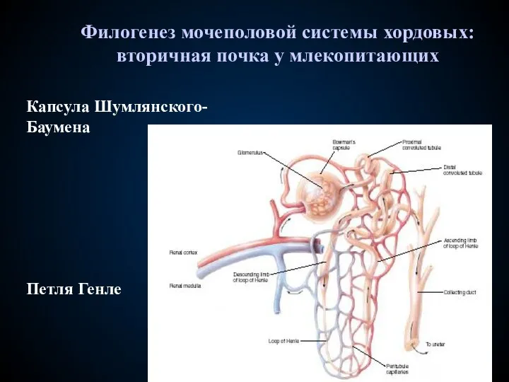 Филогенез мочеполовой системы хордовых: вторичная почка у млекопитающих Капсула Шумлянского-Баумена Петля Генле