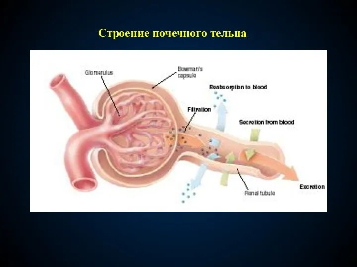 Строение почечного тельца