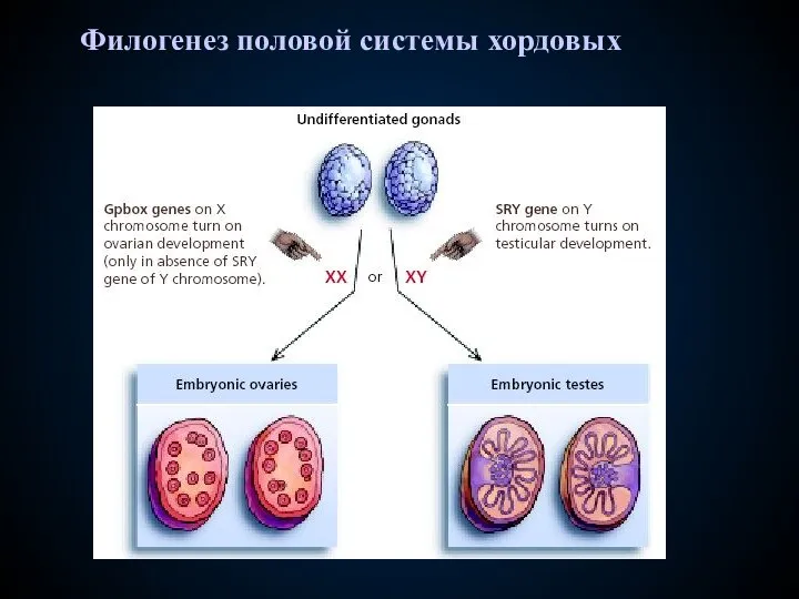 Филогенез половой системы хордовых