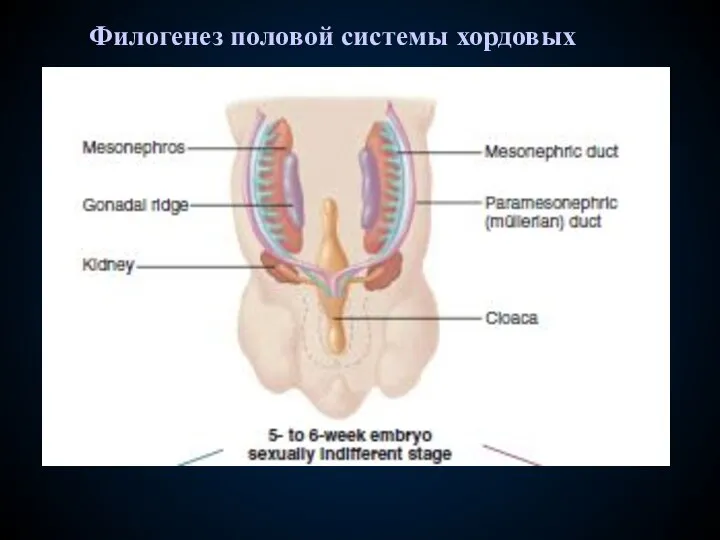 Филогенез половой системы хордовых