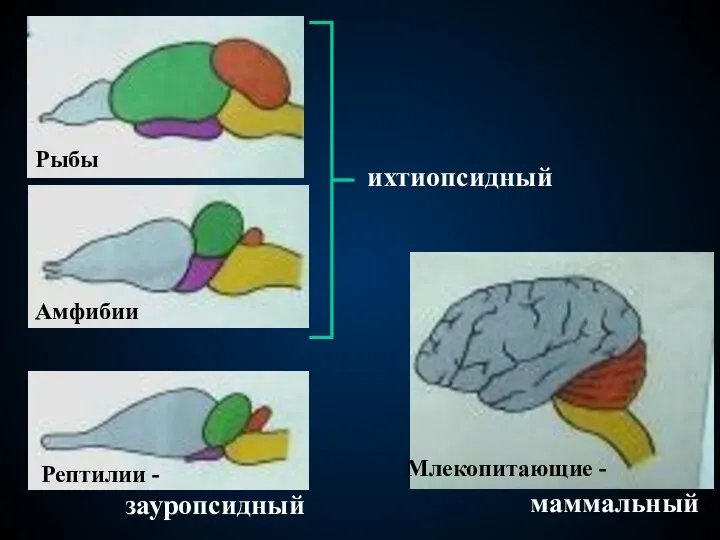 Млекопитающие - ихтиопсидный зауропсидный маммальный Рептилии - Рыбы Амфибии