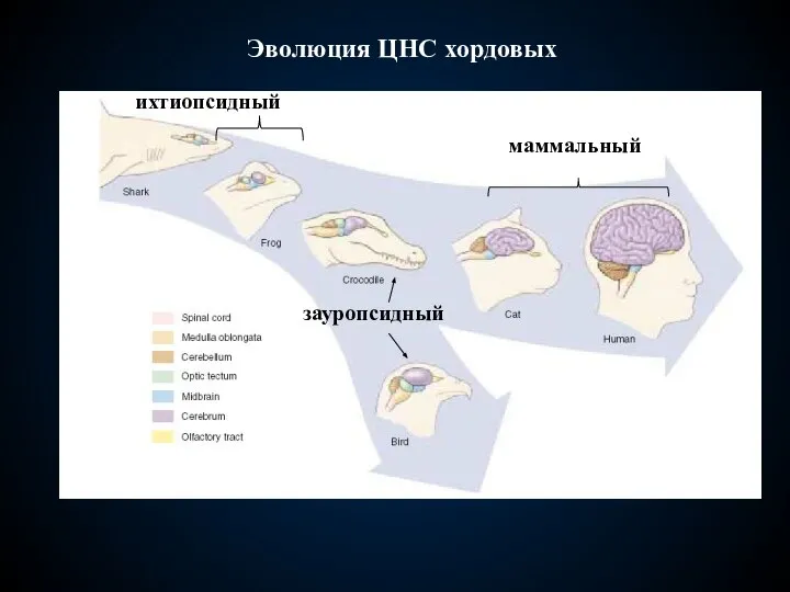 Эволюция ЦНС хордовых ихтиопсидный зауропсидный маммальный