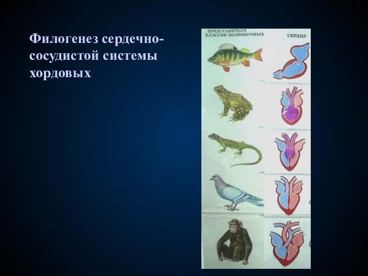 Филогенез сердечно-сосудистой системы хордовых