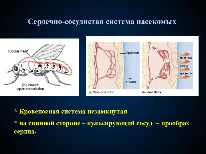 Сердечно-сосудистая система насекомых * Кровеносная система незамкнутая * на спинной стороне –