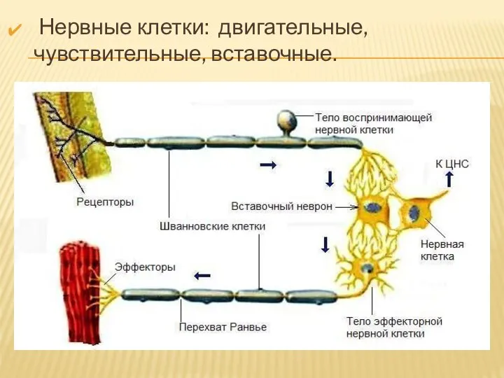 Нервные клетки: двигательные, чувствительные, вставочные.