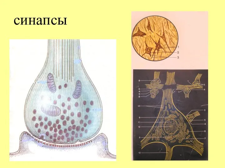 синапсы