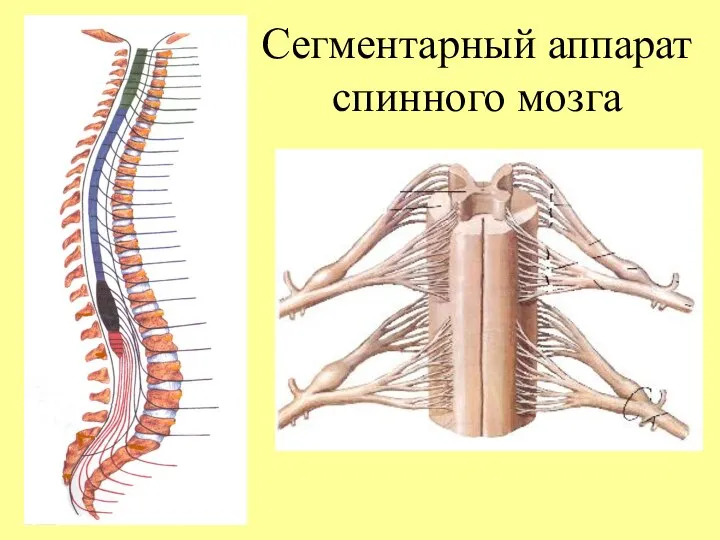 Сегментарный аппарат спинного мозга