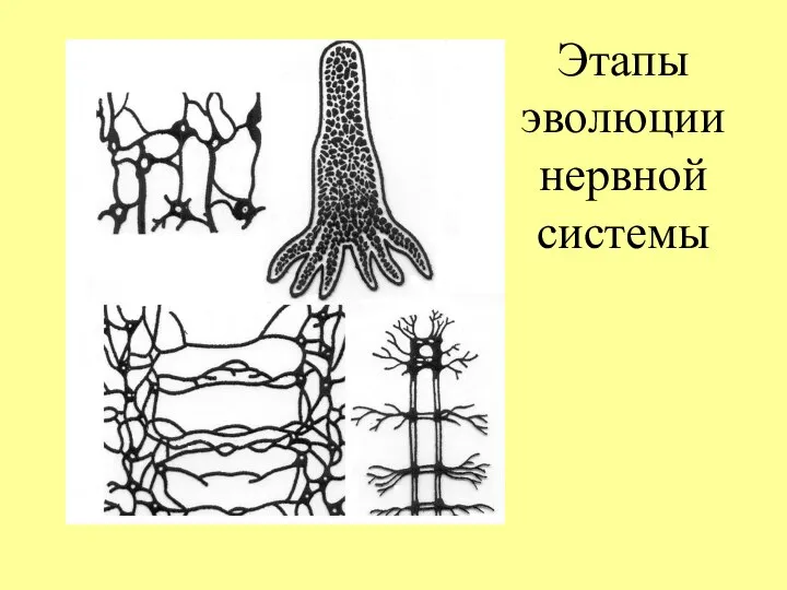 Этапы эволюции нервной системы