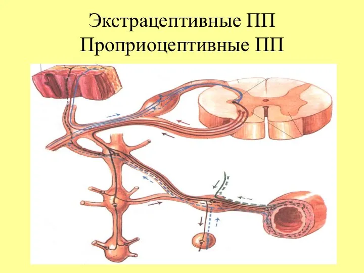 Экстрацептивные ПП Проприоцептивные ПП