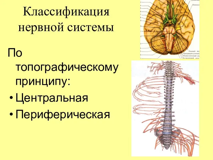 Классификация нервной системы По топографическому принципу: Центральная Периферическая