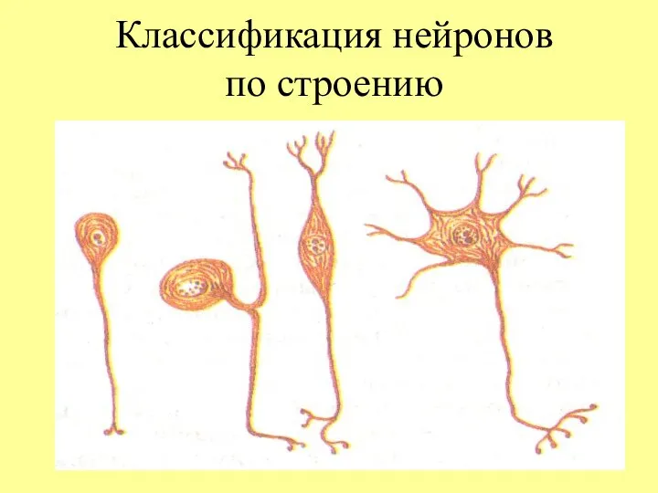 Классификация нейронов по строению