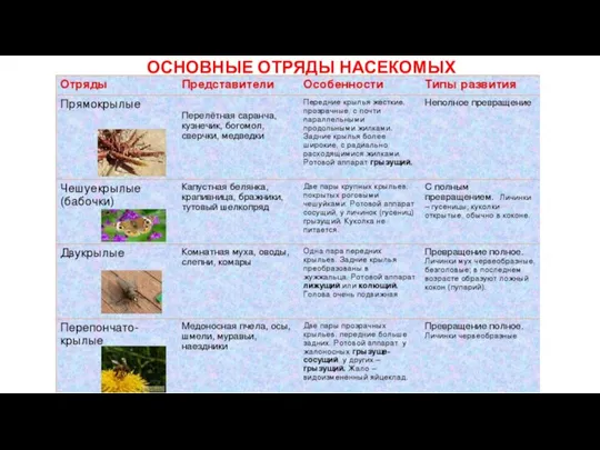 ОСНОВНЫЕ ОТРЯДЫ НАСЕКОМЫХ