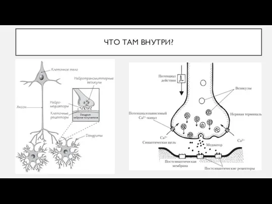 ЧТО ТАМ ВНУТРИ?