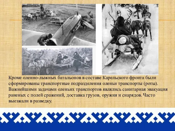 Кроме оленно-лыжных батальонов в составе Карельского фронта были сформированы транспортные подразделения оленьи