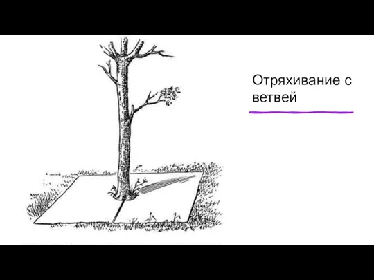 Отряхивание с ветвей