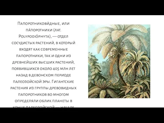 Папоротникови́дные, или па́поротники (лат. Polypodióphyta), — отдел сосудистых растений, в который входят