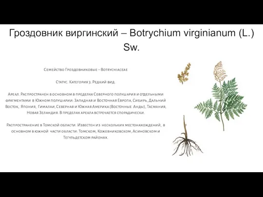 Гроздовник виргинский – Botrychium virginianum (L.) Sw. Семейство Гроздовниковые – Botrychiaceae Статус.