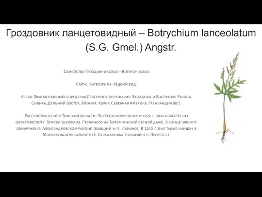 Гроздовник ланцетовидный – Botrychium lanceolatum (S.G. Gmel.) Angstr. Семейство Гроздовниковые – Botrychiaceae