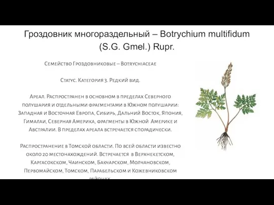 Гроздовник многораздельный – Botrychium multifidum (S.G. Gmel.) Rupr. Семейство Гроздовниковые – Botrychiaceae