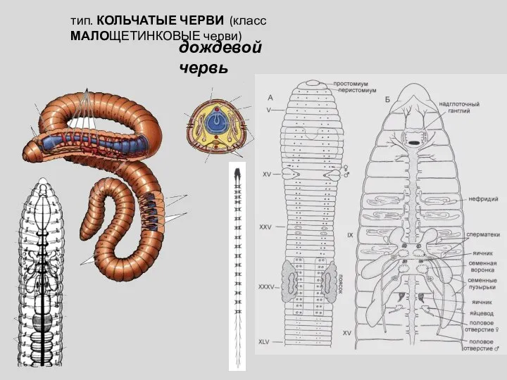 тип. КОЛЬЧАТЫЕ ЧЕРВИ (класс МАЛОЩЕТИНКОВЫЕ черви) дождевой червь