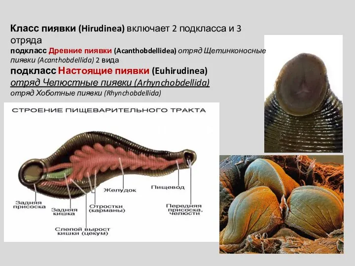 Класс пиявки (Hirudinea) включает 2 подкласса и 3 отряда подкласс Древние пиявки