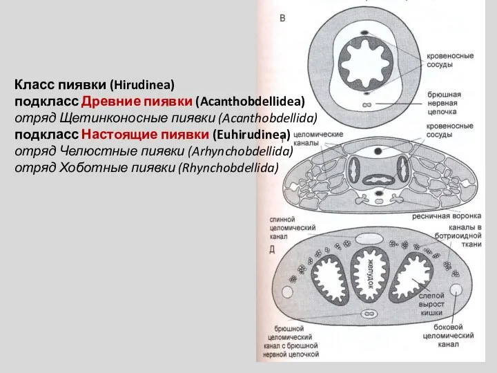 Класс пиявки (Hirudinea) подкласс Древние пиявки (Acanthobdellidea) отряд Щетинконосные пиявки (Acanthobdellida) подкласс