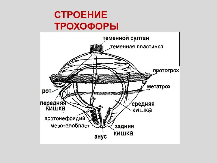 СТРОЕНИЕ ТРОХОФОРЫ