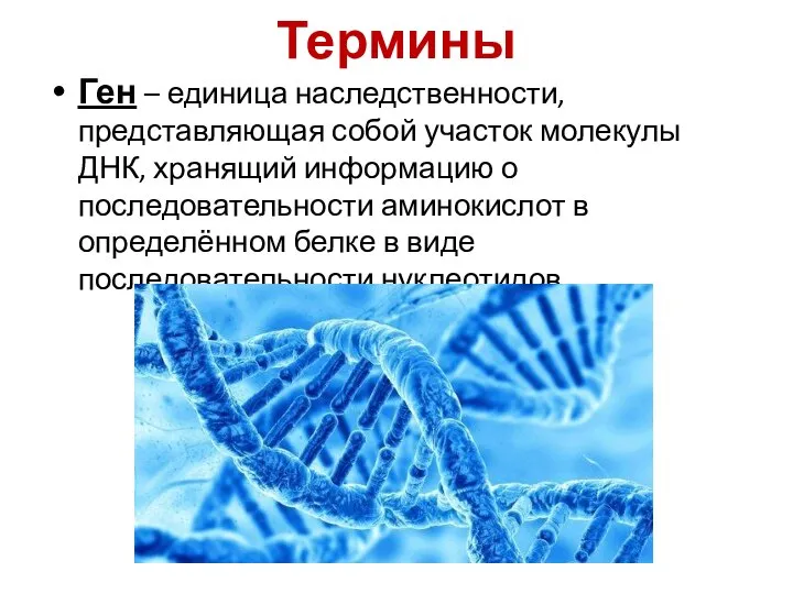 Ген – единица наследственности, представляющая собой участок молекулы ДНК, хранящий информацию о