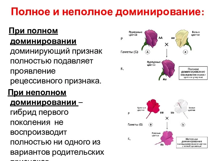 Полное и неполное доминирование: При полном доминировании доминирующий признак полностью подавляет проявление