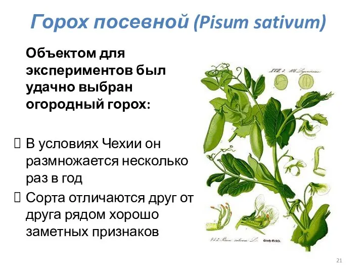 Горох посевной (Pisum sativum) Объектом для экспериментов был удачно выбран огородный горох: