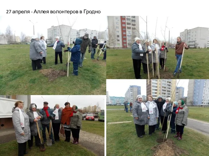 27 апреля - Аллея волонтеров в Гродно