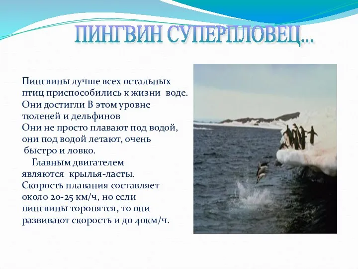 Пингвины лучше всех остальных птиц приспособились к жизни воде. Они достигли В