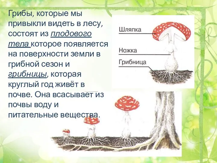 Грибы, которые мы привыкли видеть в лесу, состоят из плодового тела которое