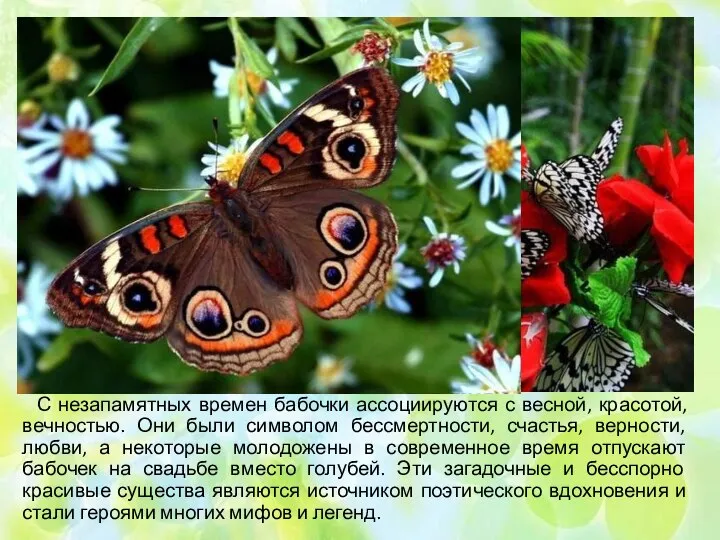 С незапамятных времен бабочки ассоциируются с весной, красотой, вечностью. Они были символом