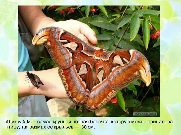 Attakus Atlas – самая крупная ночная бабочка, которую можно принять за птицу,