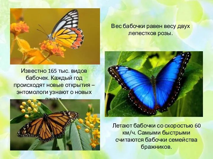 Вес бабочки равен весу двух лепестков розы. Известно 165 тыс. видов бабочек.