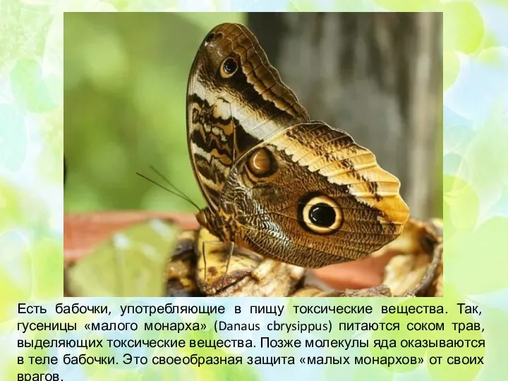 Есть бабочки, употребляющие в пищу токсические вещества. Так, гусеницы «малого монарха» (Danaus