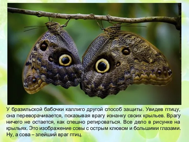 У бразильской бабочки каллиго другой способ защиты. Увидев птицу, она переворачивается, показывая