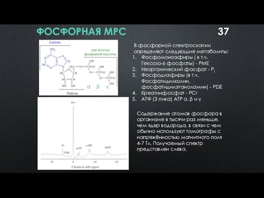 ФОСФОРНАЯ МРС В фосфорной спектроскопии определяют следующие метаболиты: Фосфомоноэфиры ( в т.ч.
