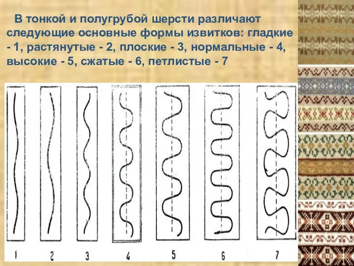 В тонкой и полугрубой шерсти различают следующие основные формы извитков: гладкие -