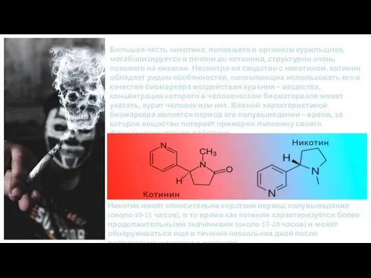 Большая часть никотина, попавшего в организм курильщика, метаболизируется в печени до котинина,