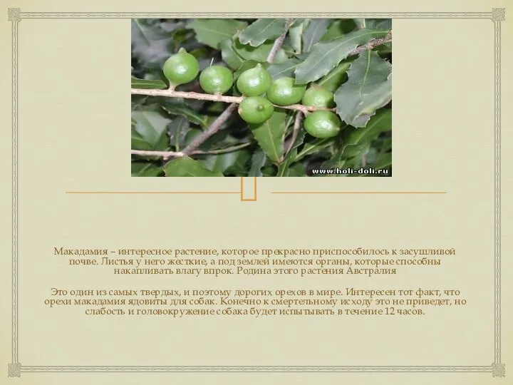 Макадамия – интересное растение, которое прекрасно приспособилось к засушливой почве. Листья у