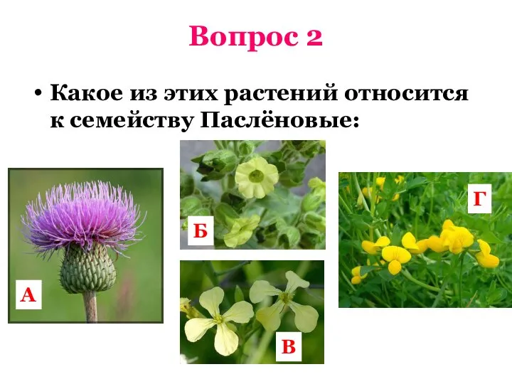 Вопрос 2 Какое из этих растений относится к семейству Паслёновые: А Б В Г