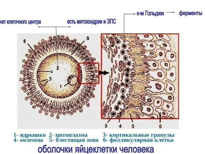 оболочки яйцеклетки человека нет клеточного центра есть митохондрии и ЭПС к-м Гольджи ферменты