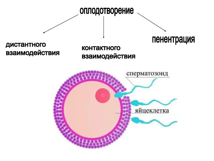 оплодотворение дистантного взаимодействия контактного взаимодействия пенентрация