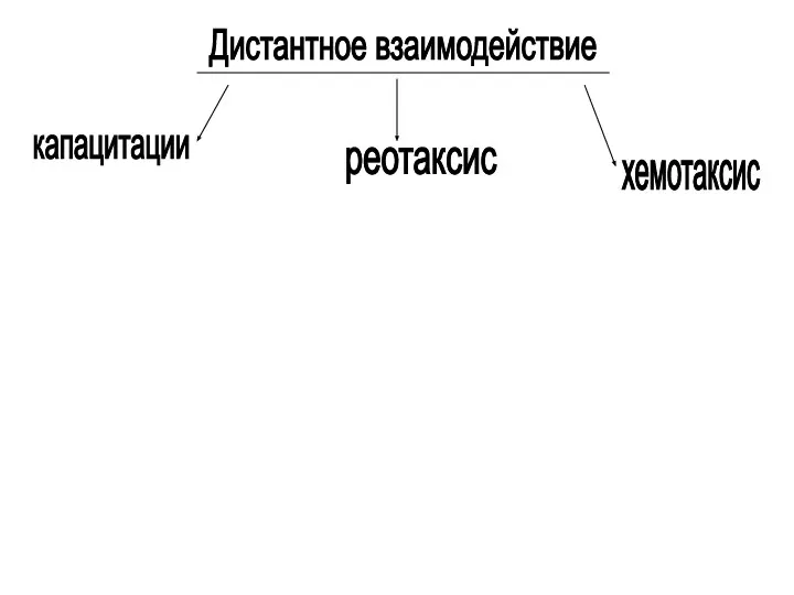 Дистантное взаимодействие капацитации реотаксис хемотаксис