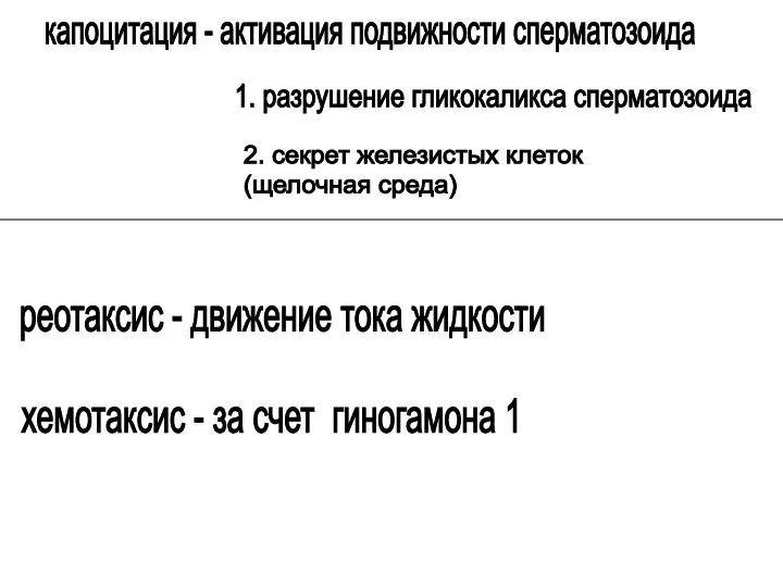 капоцитация - активация подвижности сперматозоида 1. разрушение гликокаликса сперматозоида 2. секрет железистых