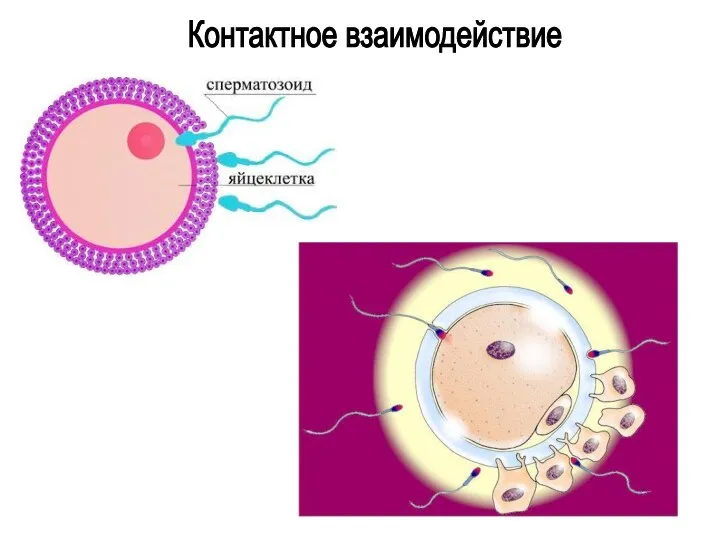 Контактное взаимодействие