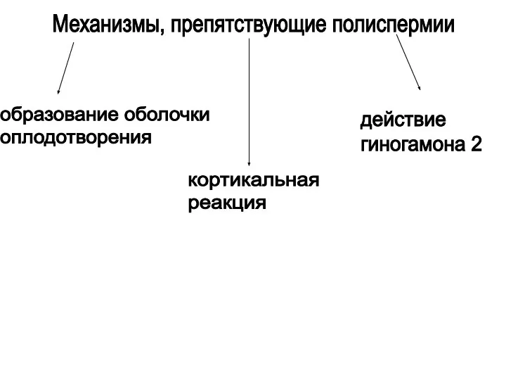 Механизмы, препятствующие полиспермии образование оболочки оплодотворения кортикальная реакция действие гиногамона 2